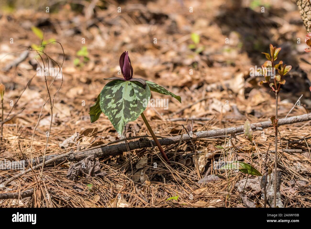 A single purple trillium emerging from the forest floor with leaf and stick litter surrounding in the background on a sunny day in early springtime Stock Photo