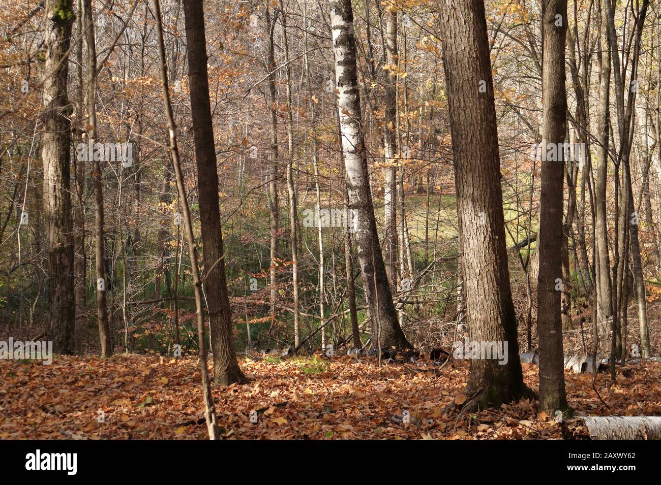 Forest bathing with maple and birch trees and a carpet of yellow leaves. Stock Photo