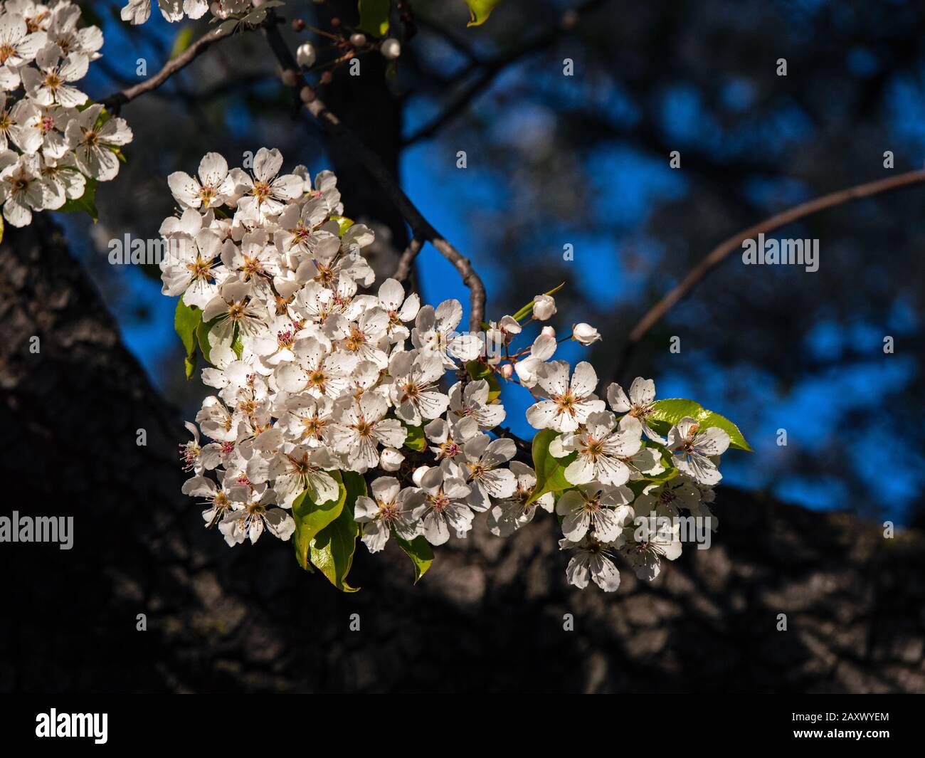 Flowering Pear Tree, UOP Campus, California Stock Photo