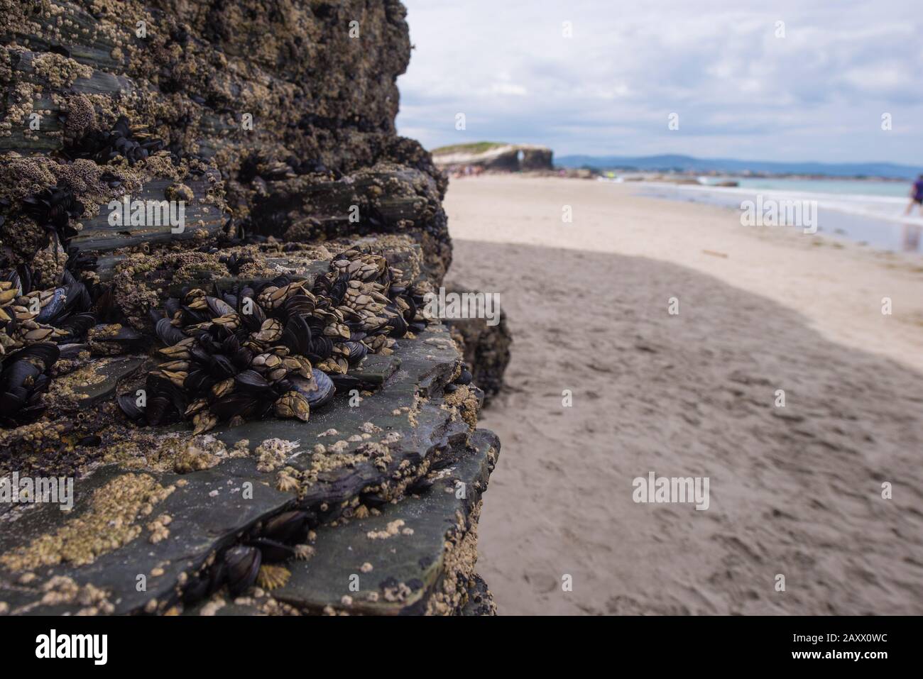 barnacles on the rocks with molluscs Stock Photo