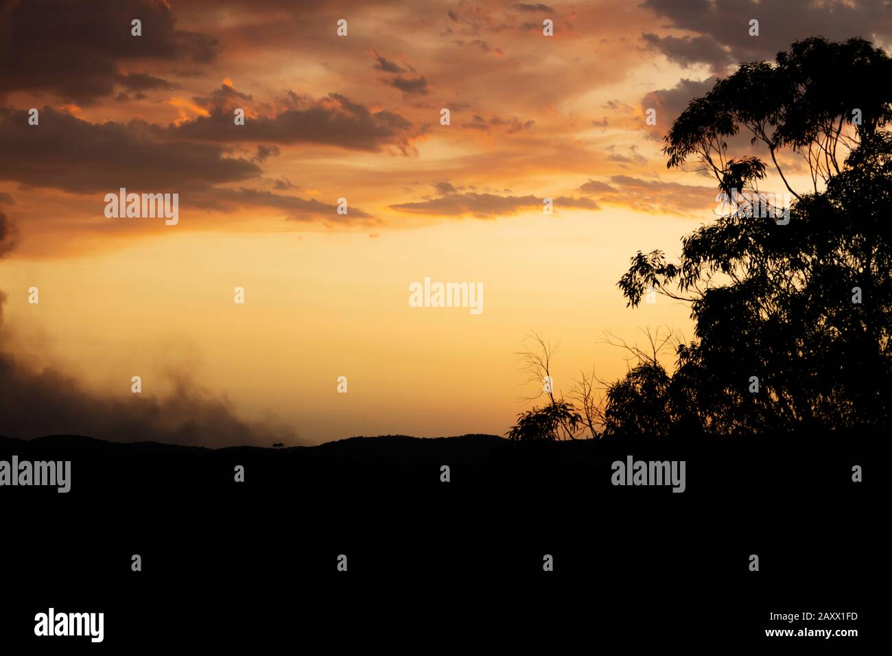 Gum Trees and clouds in bush fire smoke at sunset in The Blue Mountains ...