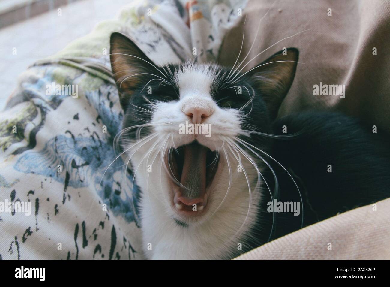 Very funny cat laughing of the close up Stock Photo - Alamy