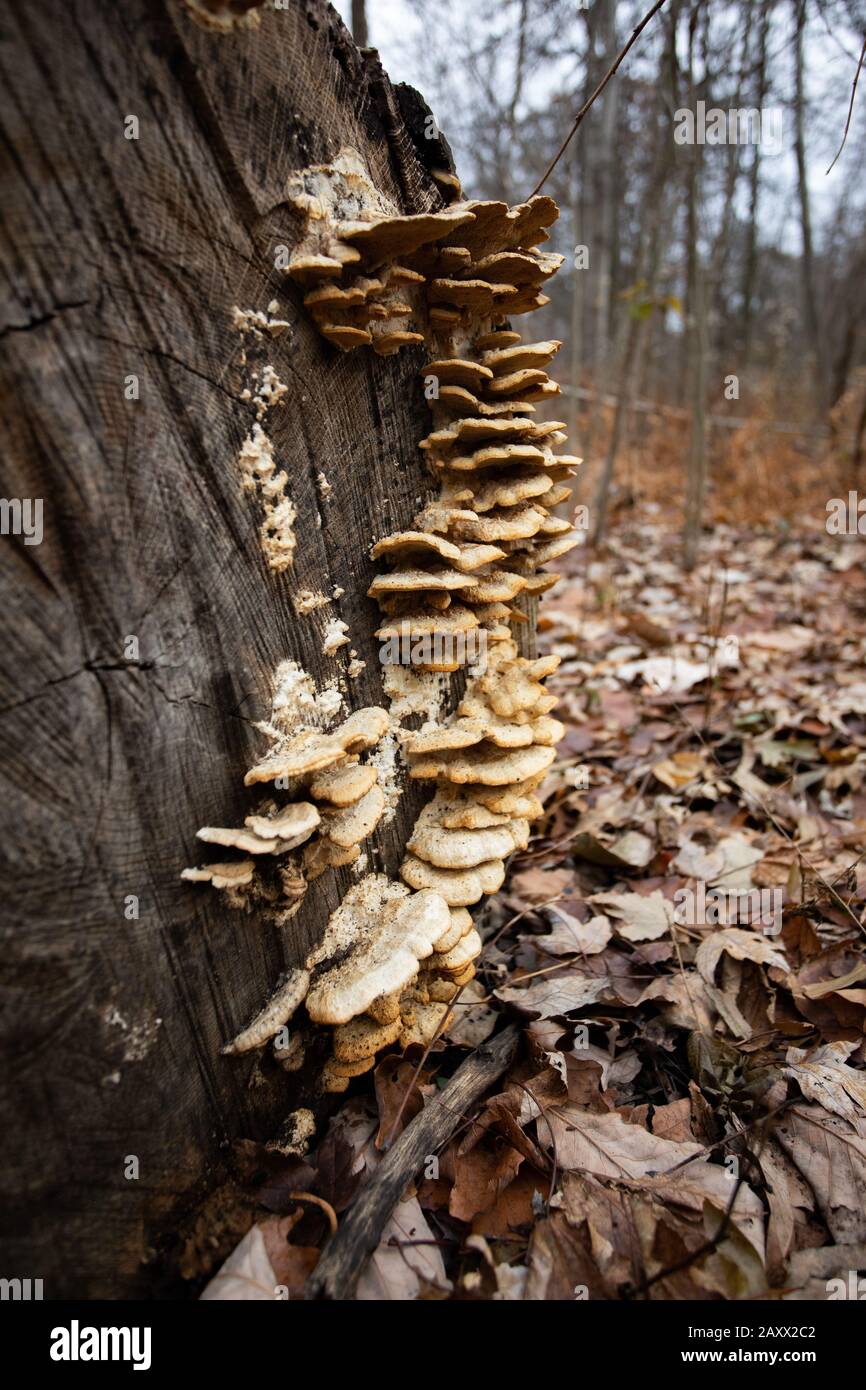 Forest Fungus on a Fallen Tree Trunk Stock Photo