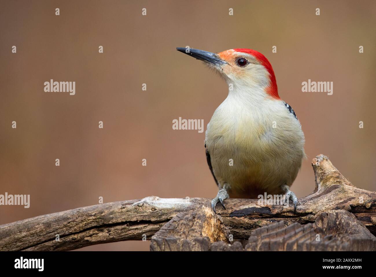 Red Bellied Woodpecker Melanerpes carolinus Profile on a fallen tree trunk at Ojibway Park Nature Reserve in Windsor, Ontario Canada Stock Photo