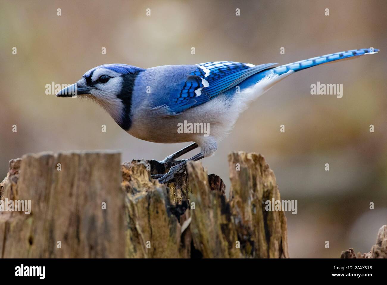 Colourful and majestic blue and white bluejay perched on a fallen tree stump Stock Photo