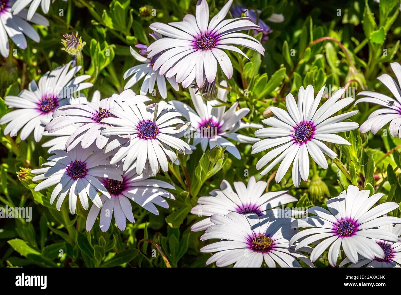 Many daisy white flowers, with dark purple center, Osteospermum fruticosum Stock Photo