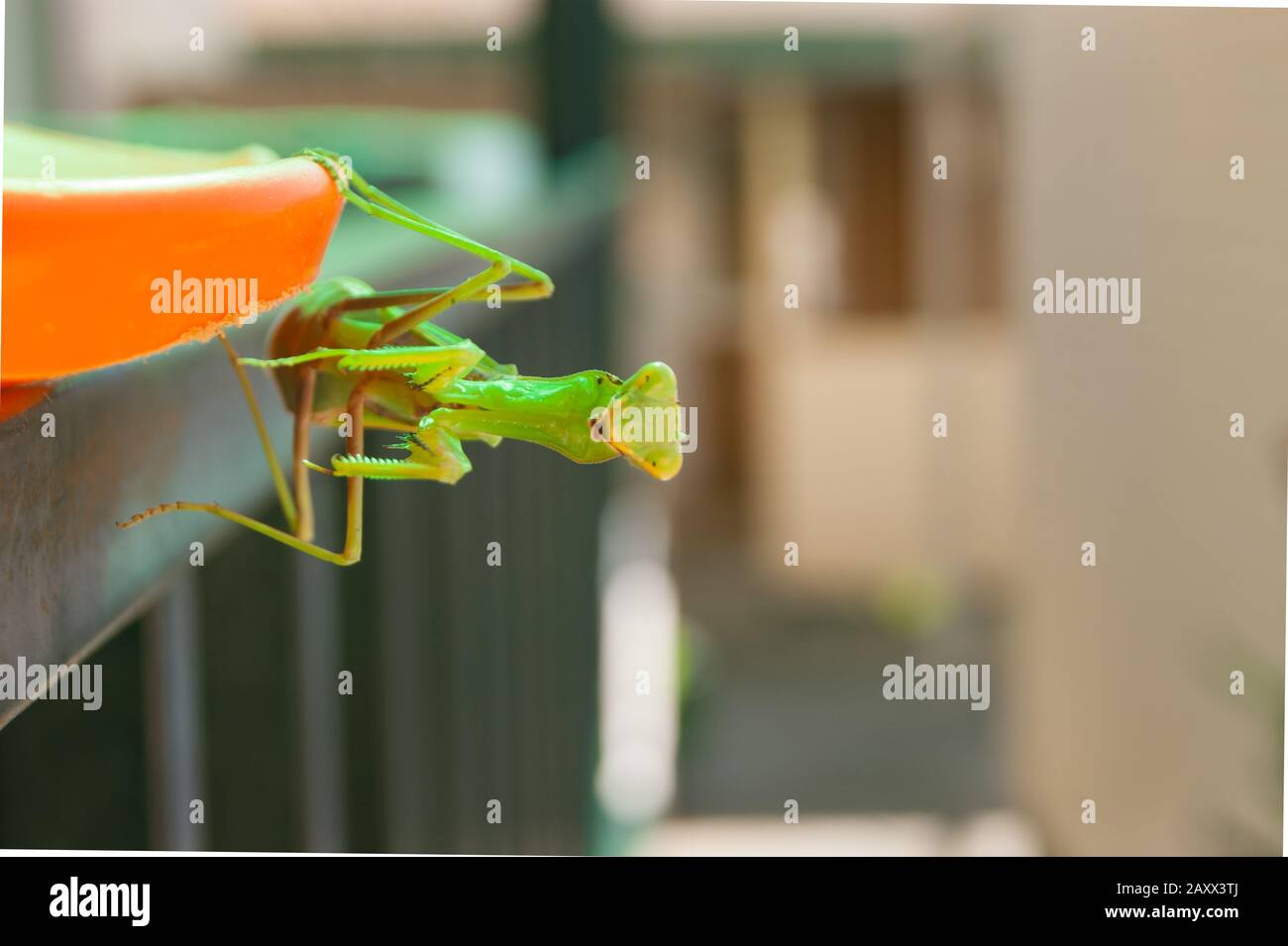 The mantis sits on the railings of the stairs against the background of the washed-out building. Blur, unfocus. Stock Photo
