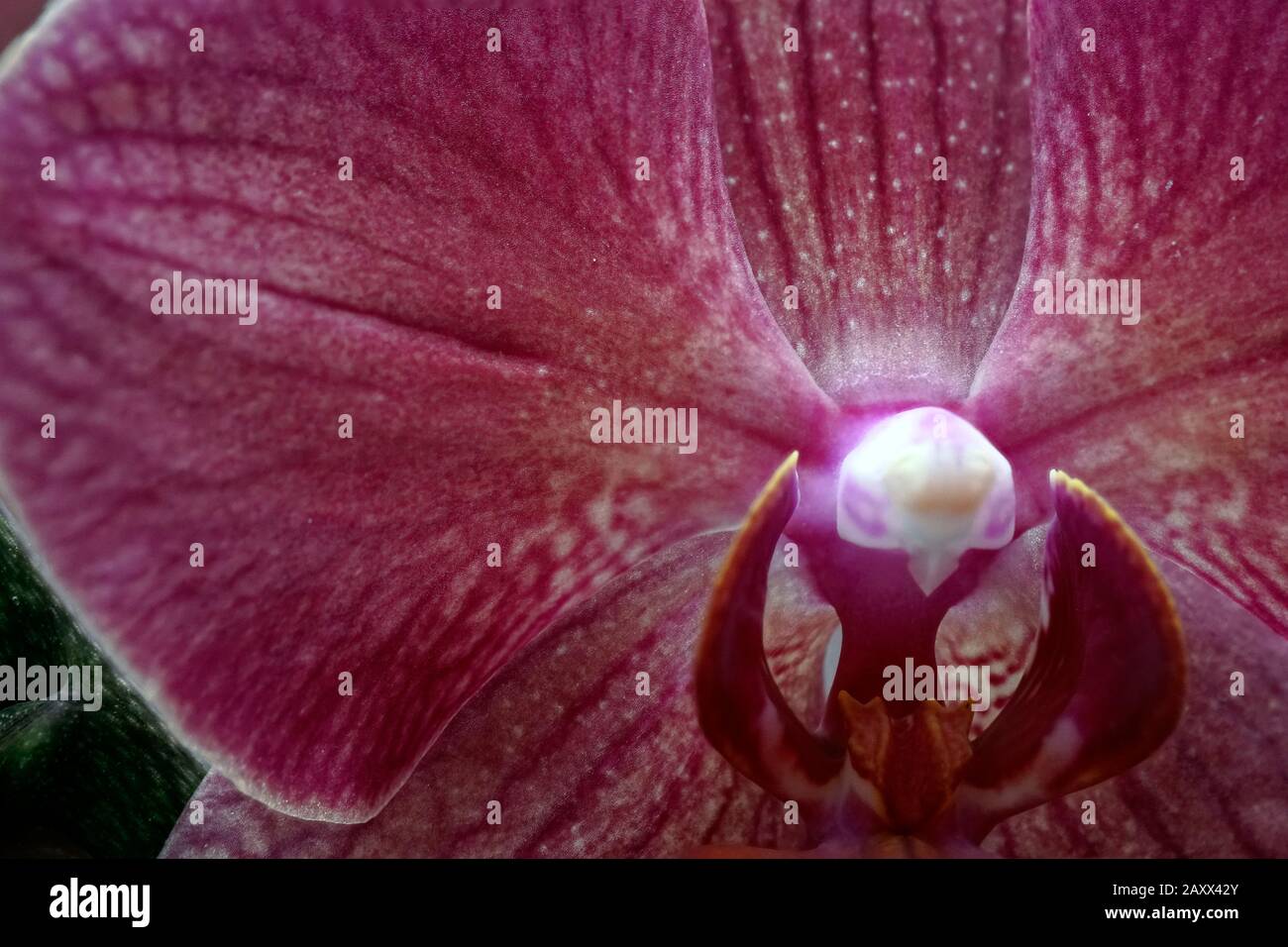 Close-up of the real blooming flower - orchid phalaenopsis. Stock Photo