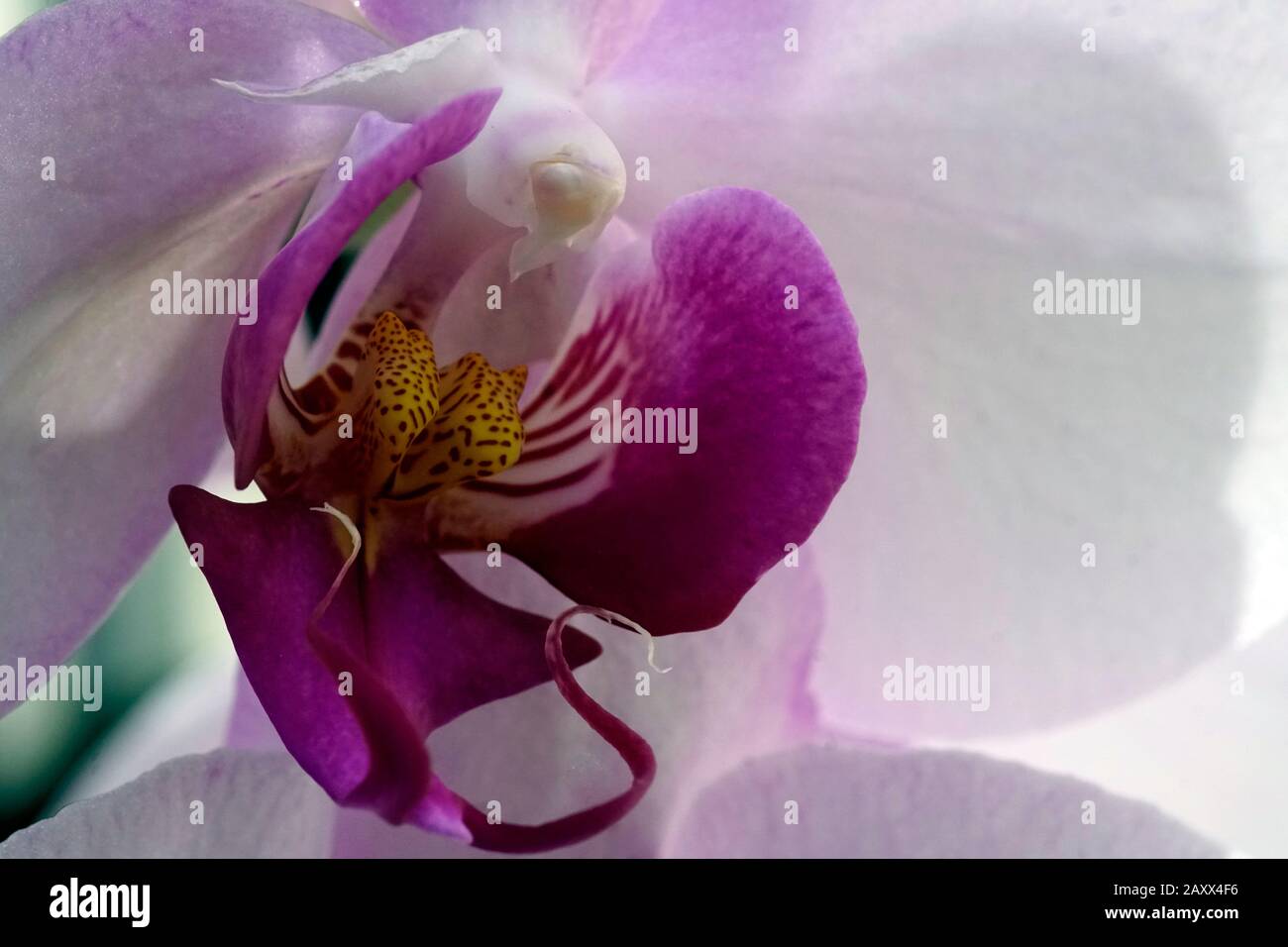 Close-up of the real blooming flower - orchid phalaenopsis. Stock Photo