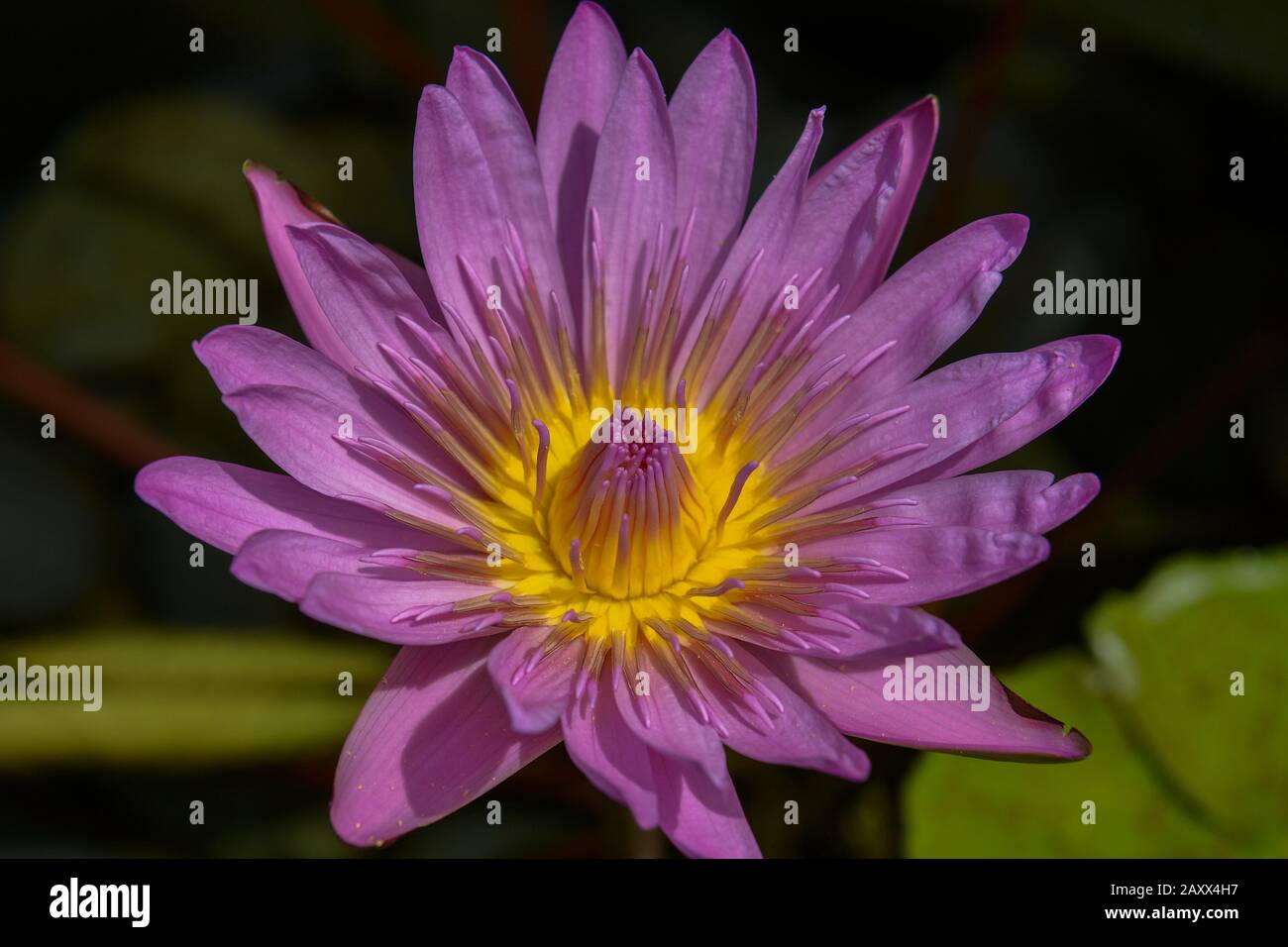 Purple hawaii flowers hi-res stock photography and images - Alamy