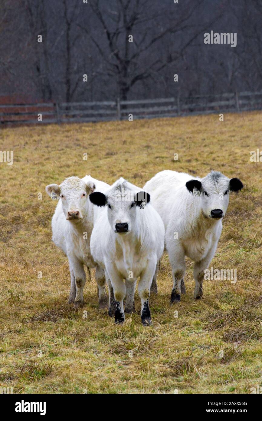 British white cattle hires stock photography and images Alamy