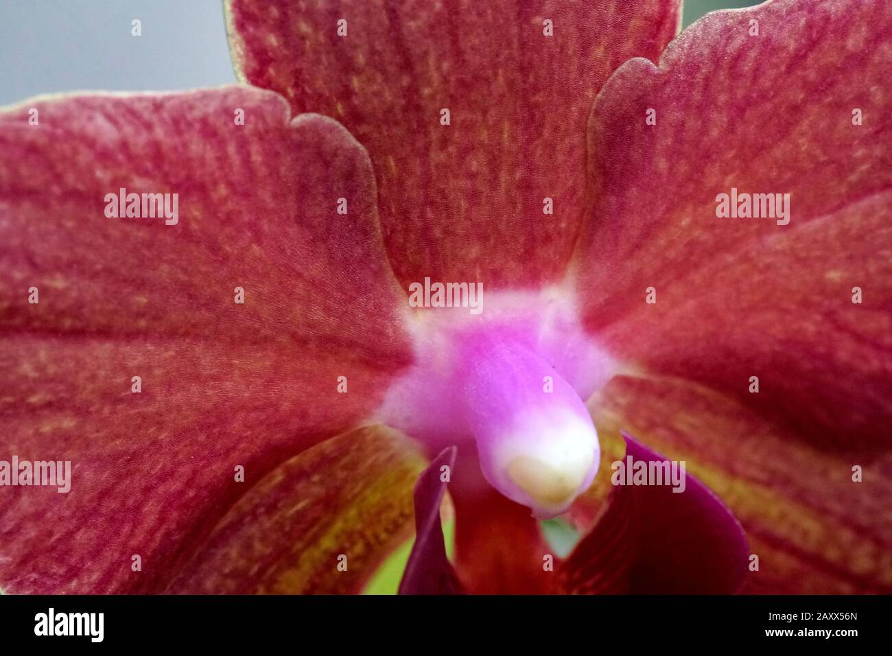 Close-up of the real blooming flower - orchid phalaenopsis. Stock Photo