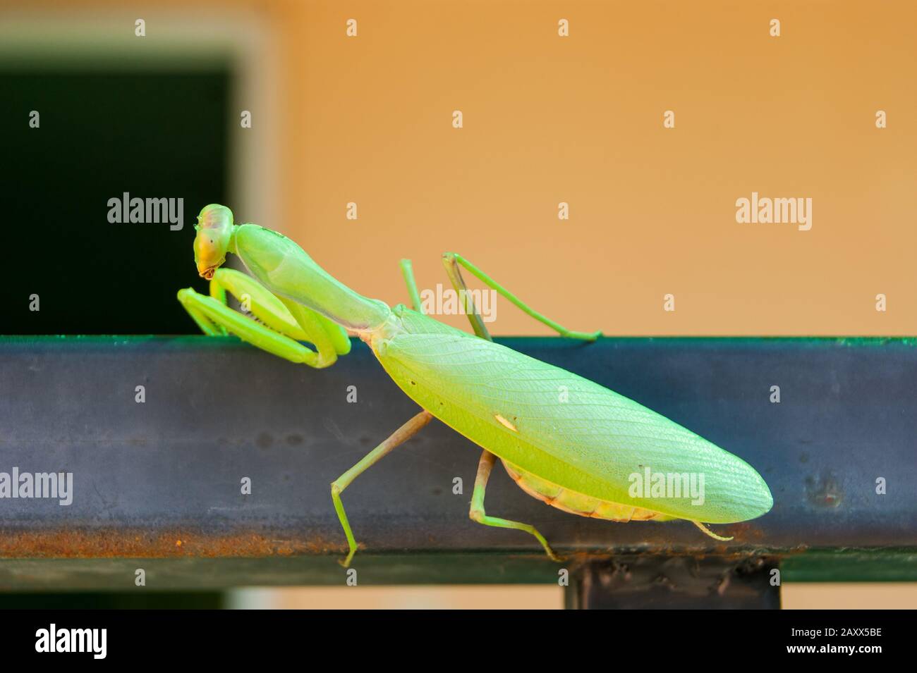 The green mantis sits on the railings of the veranda in the background ...