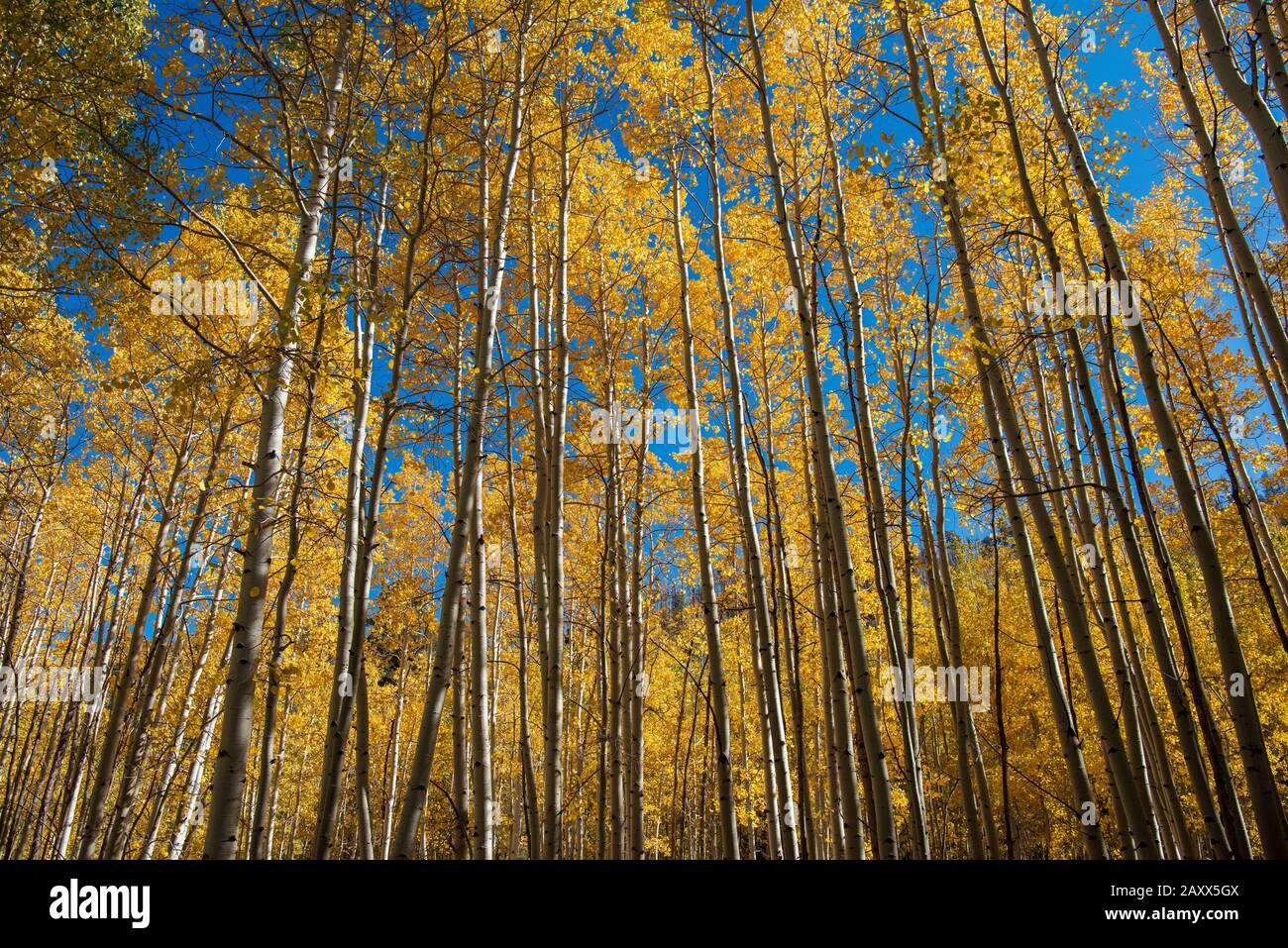 Golden Aspen Trees in Fall Stock Photo - Alamy