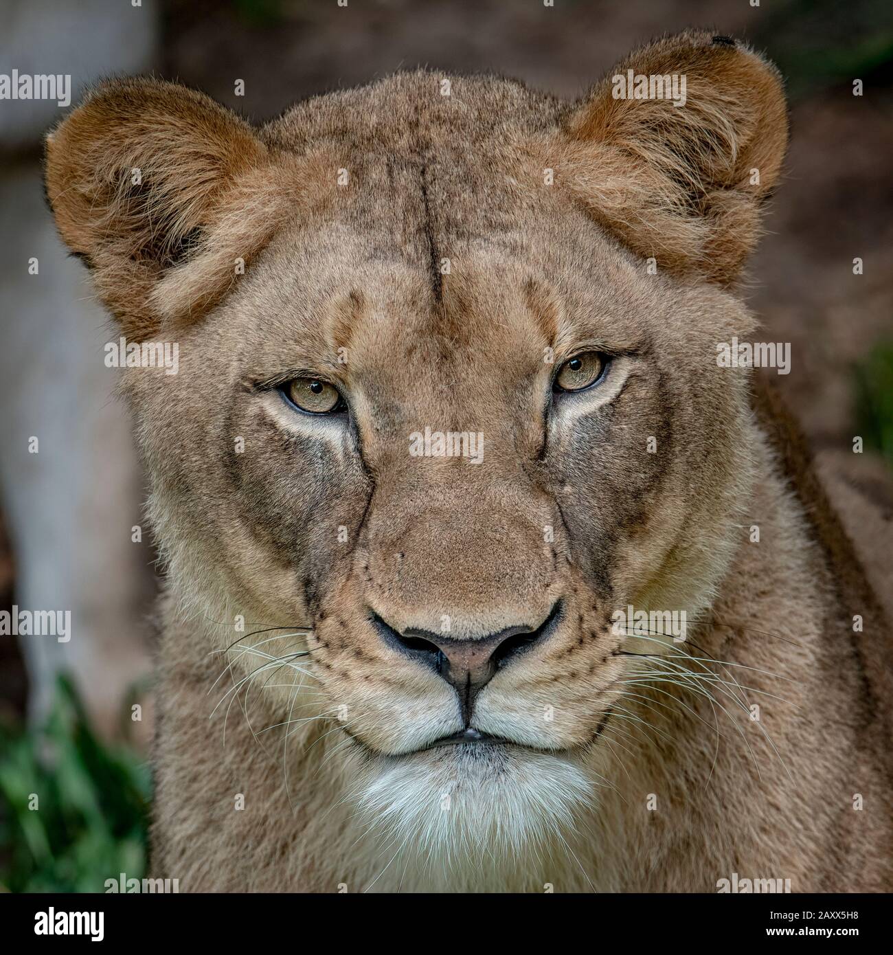 Stare wildlife hi res stock photography and images Alamy