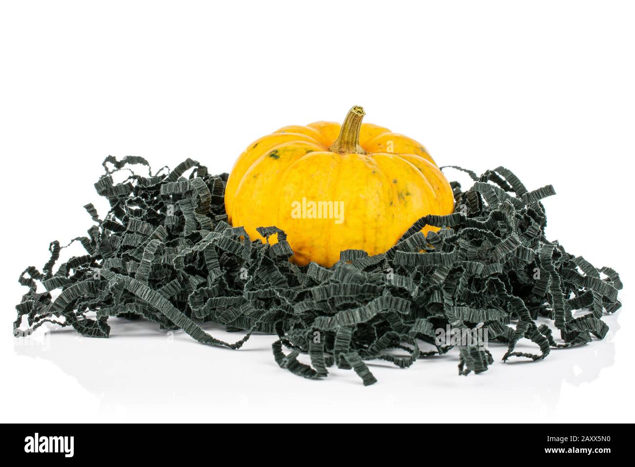 One whole orange beautiful decorative gourd with black crepe paper