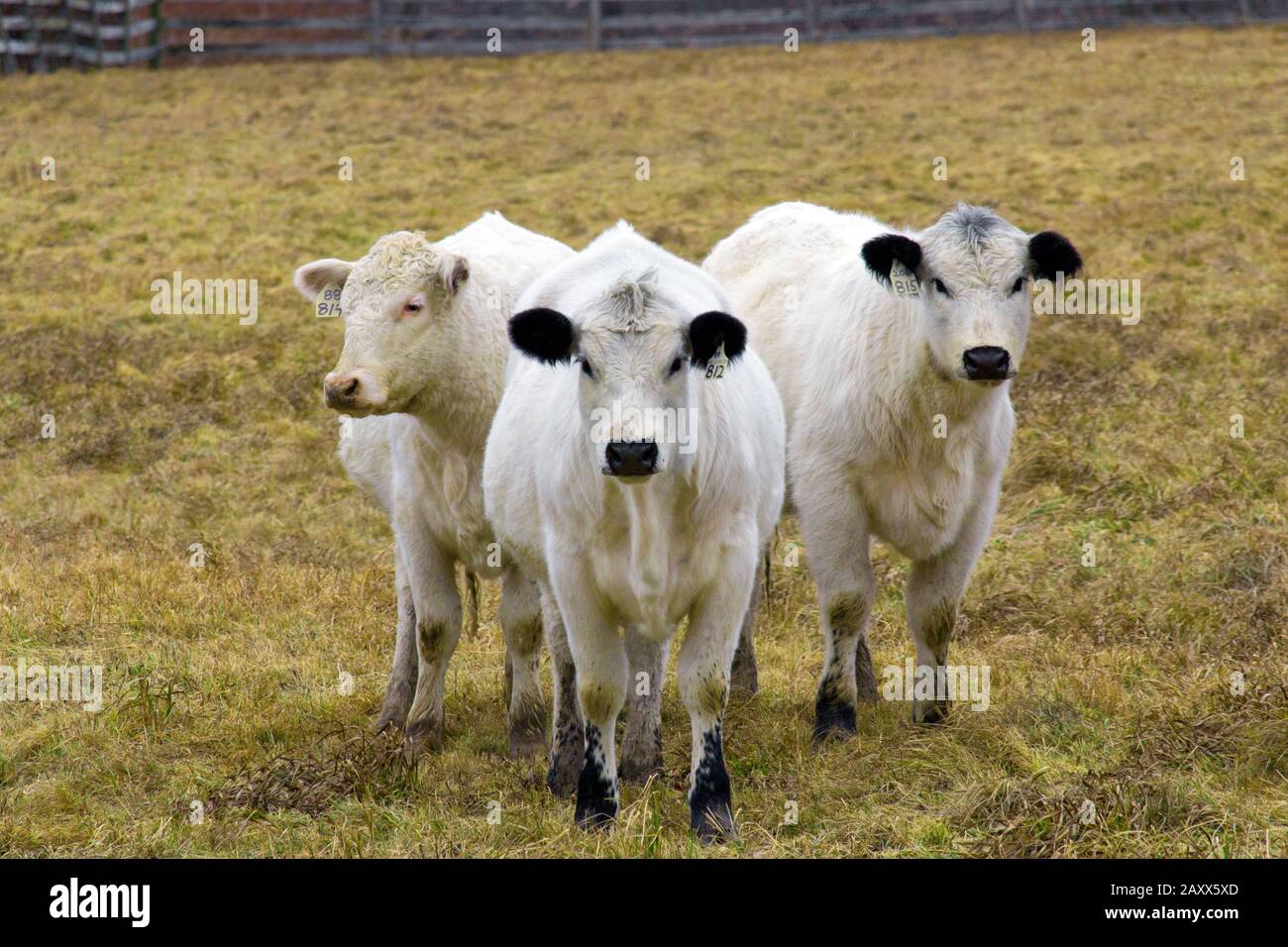 British White Cattle are a rare breed used mainly for beef but also some dairy. It has a confirmed history dating back to the 17th century. Stock Photo