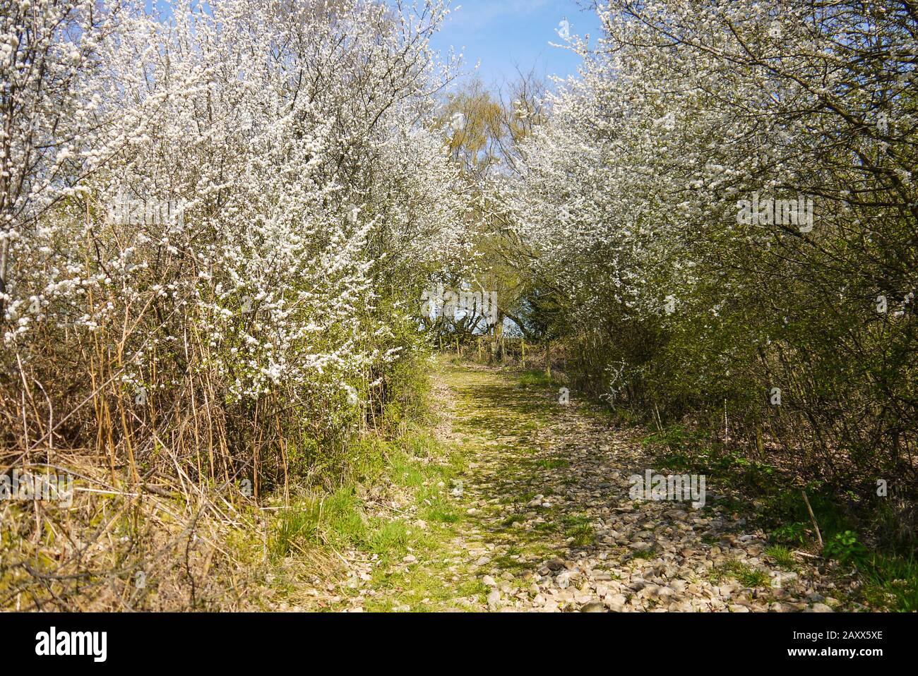 Hawthorn hedge blossom in flower in the spring, UK Stock Photo