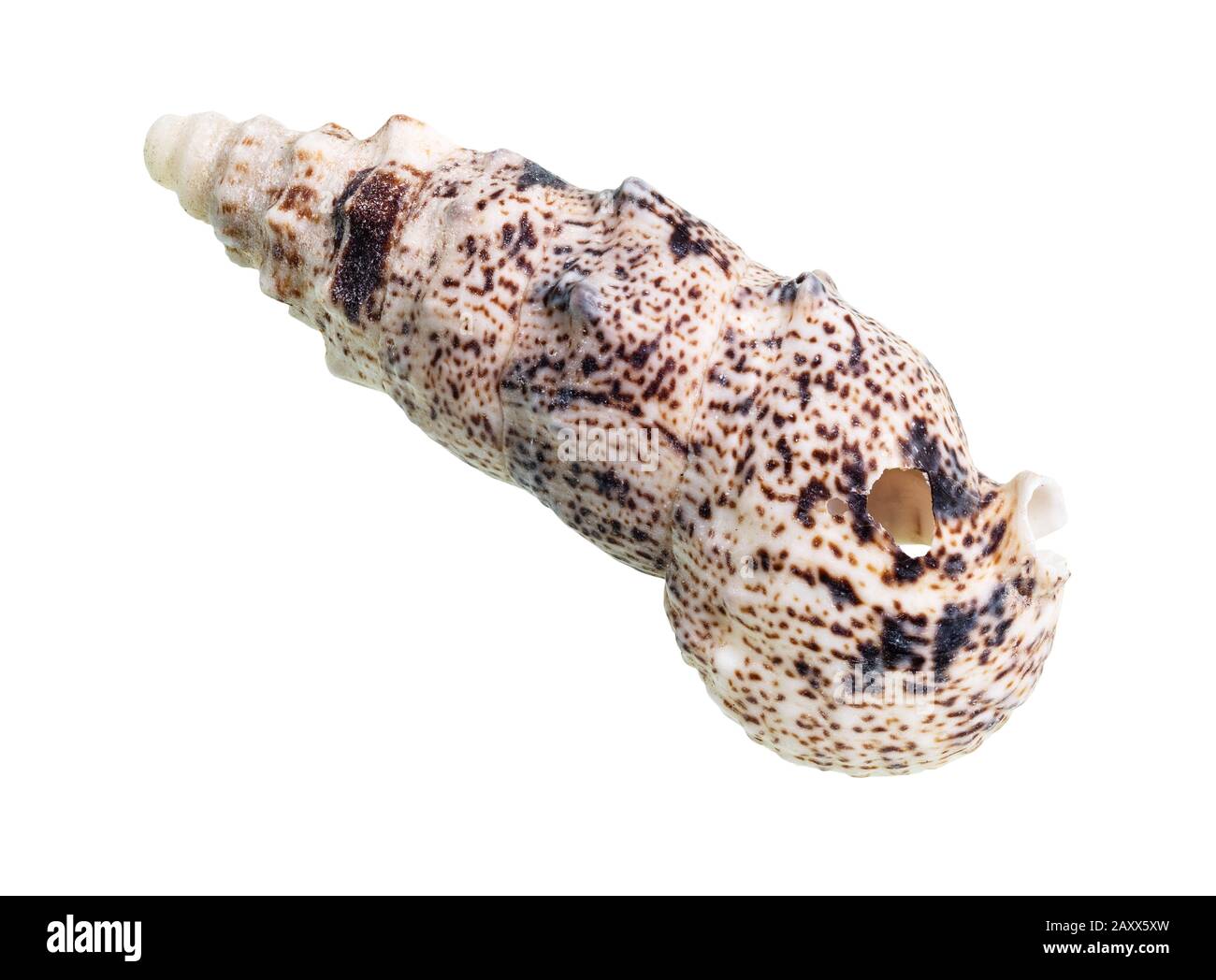 dried shell of cerith mollusk cutout on white background Stock Photo ...