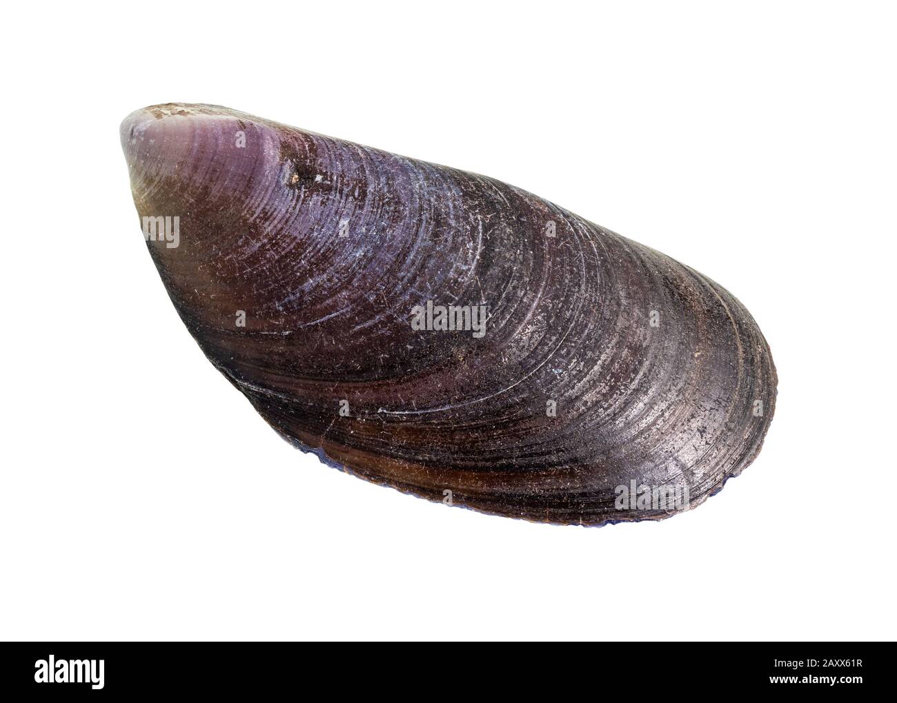 dried shell of mussel cutout on white background Stock Photo - Alamy