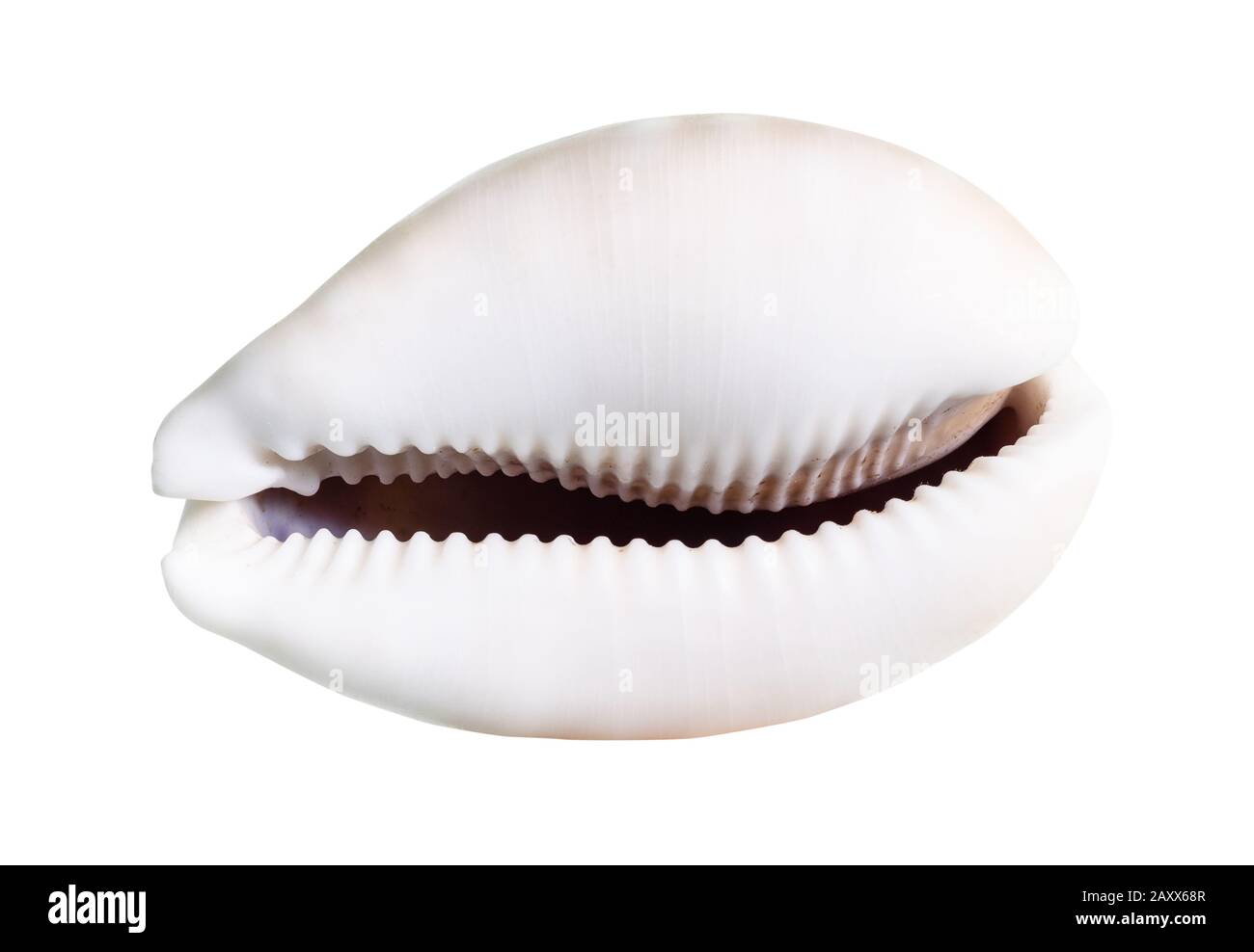 dried empty shell of cowrie cutout on white background Stock Photo
