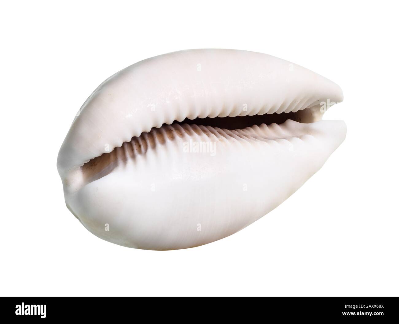 dried empty pink shell of cowry cutout on white background Stock Photo