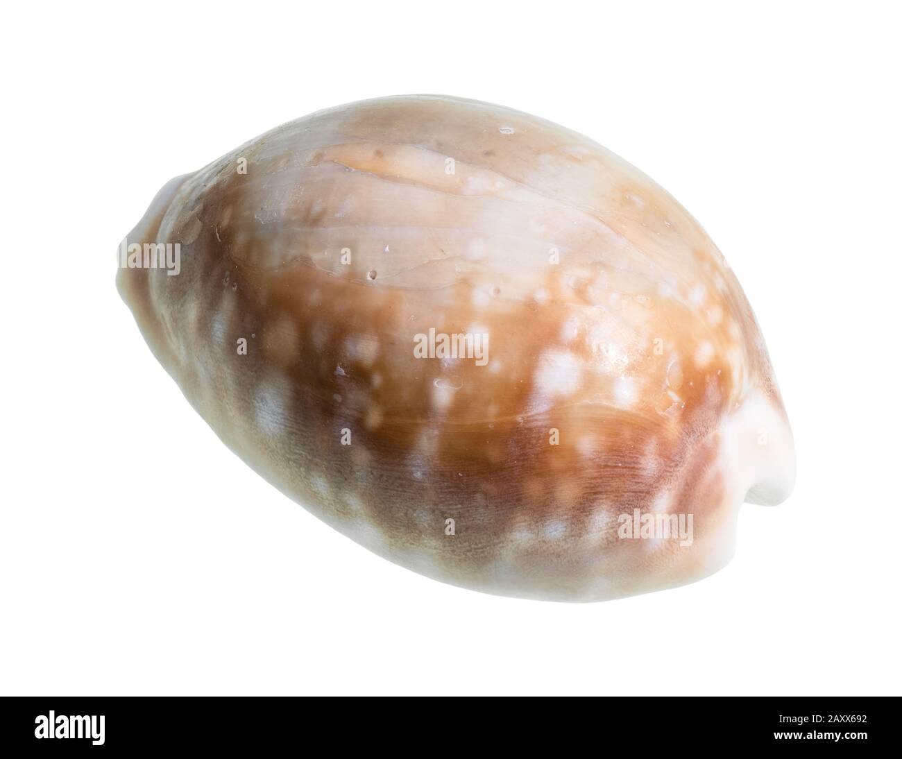 dried shell of cowry cutout on white background Stock Photo