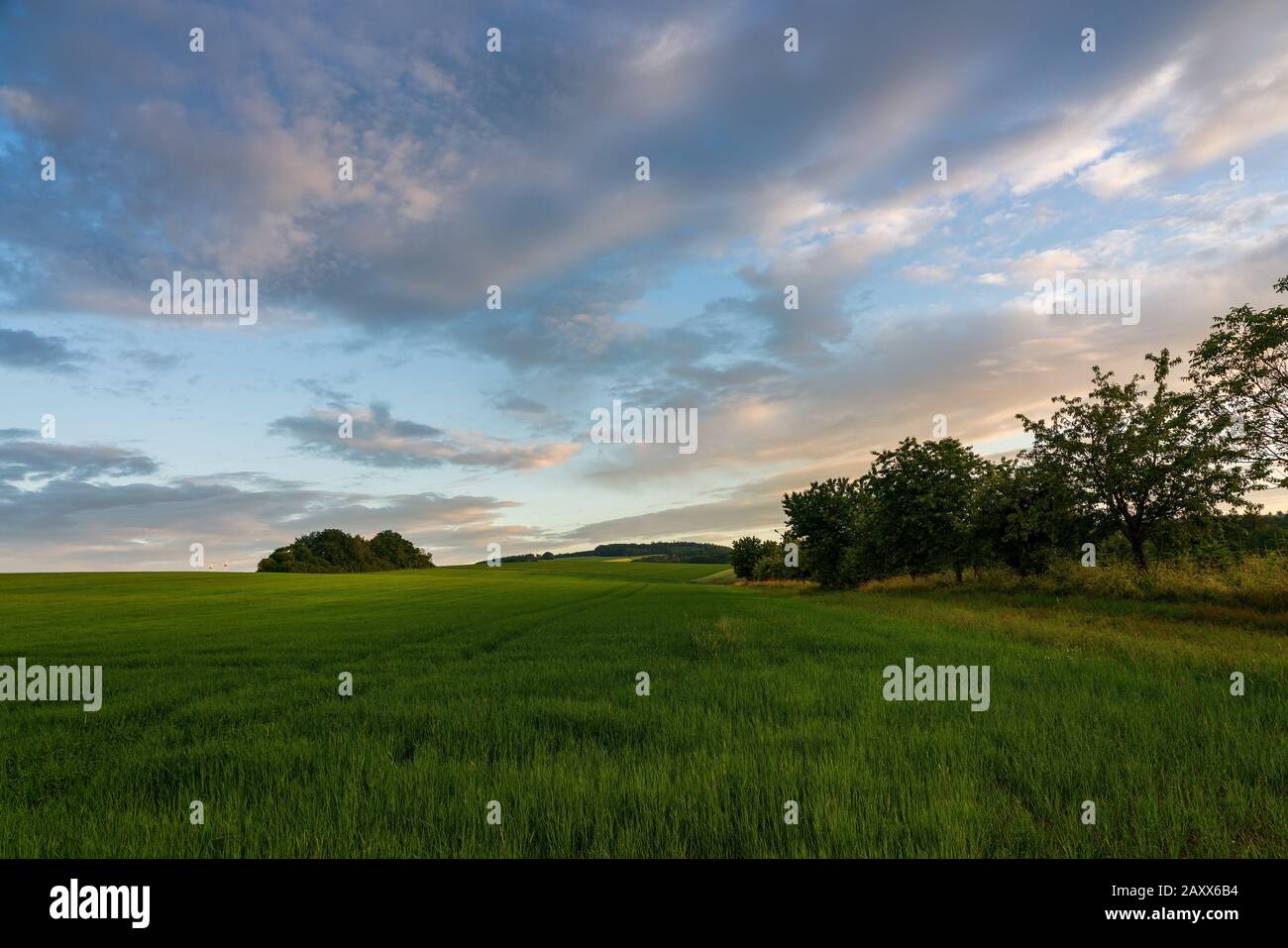 rain clouds over wheat field Stock Photo - Alamy