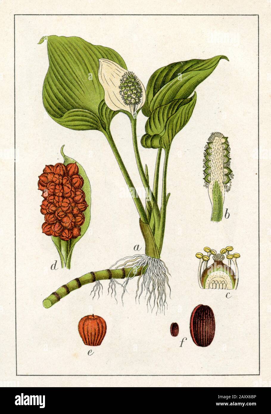 bog arum Calla palustris,  (botany book, 1906) Stock Photo