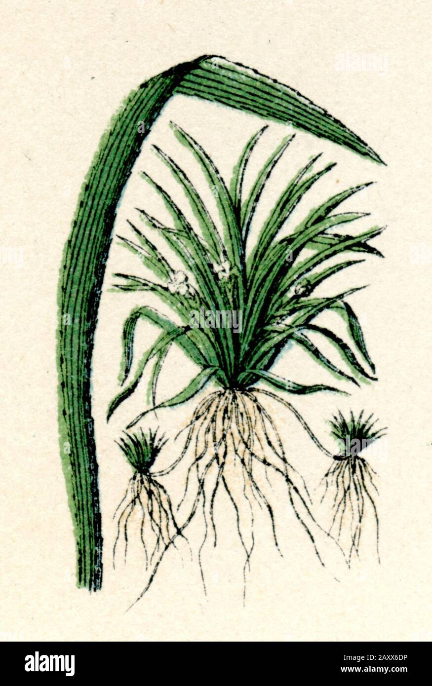 water soldiers Stratiotes aloides,  (botany book, 1886) Stock Photo