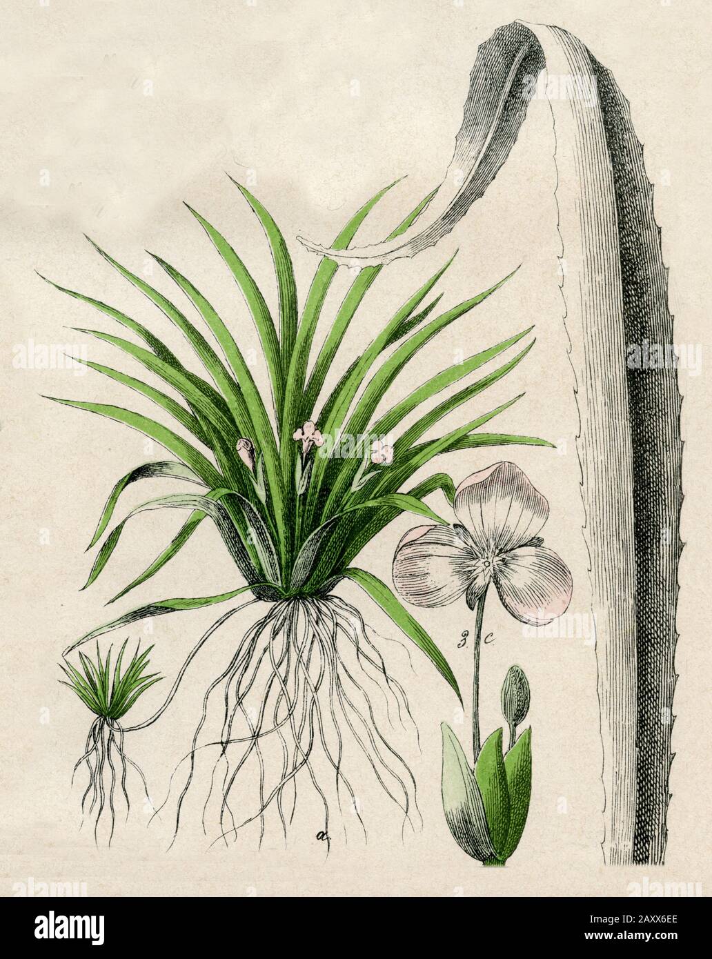water soldiers Stratiotes aloides,  (botany book, 1879) Stock Photo