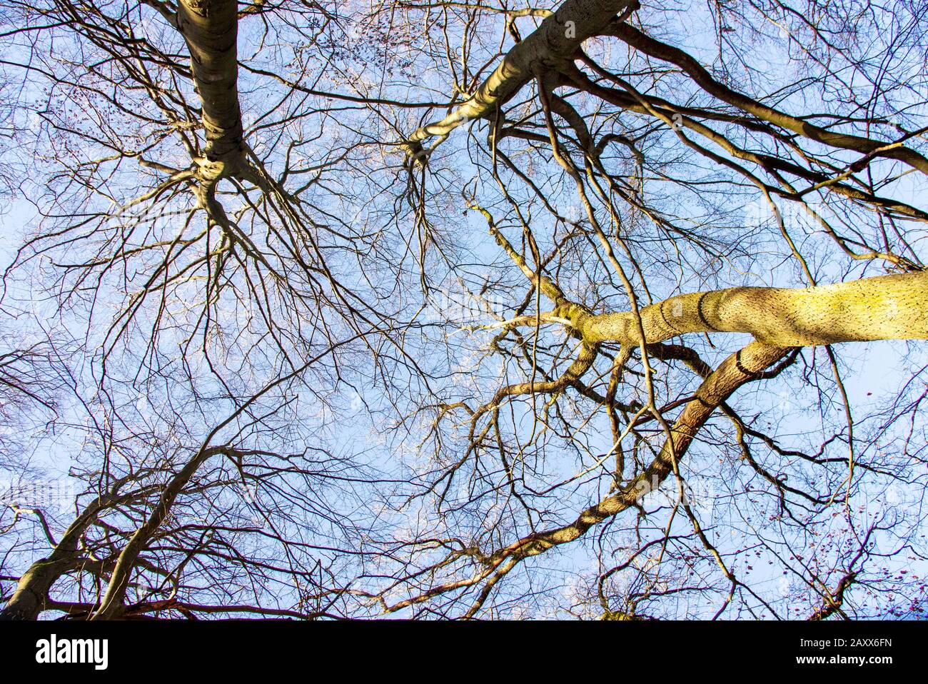 a view from a tree tops of several beech trees in the Sababurg primeval forest on a sunny day in January Stock Photo