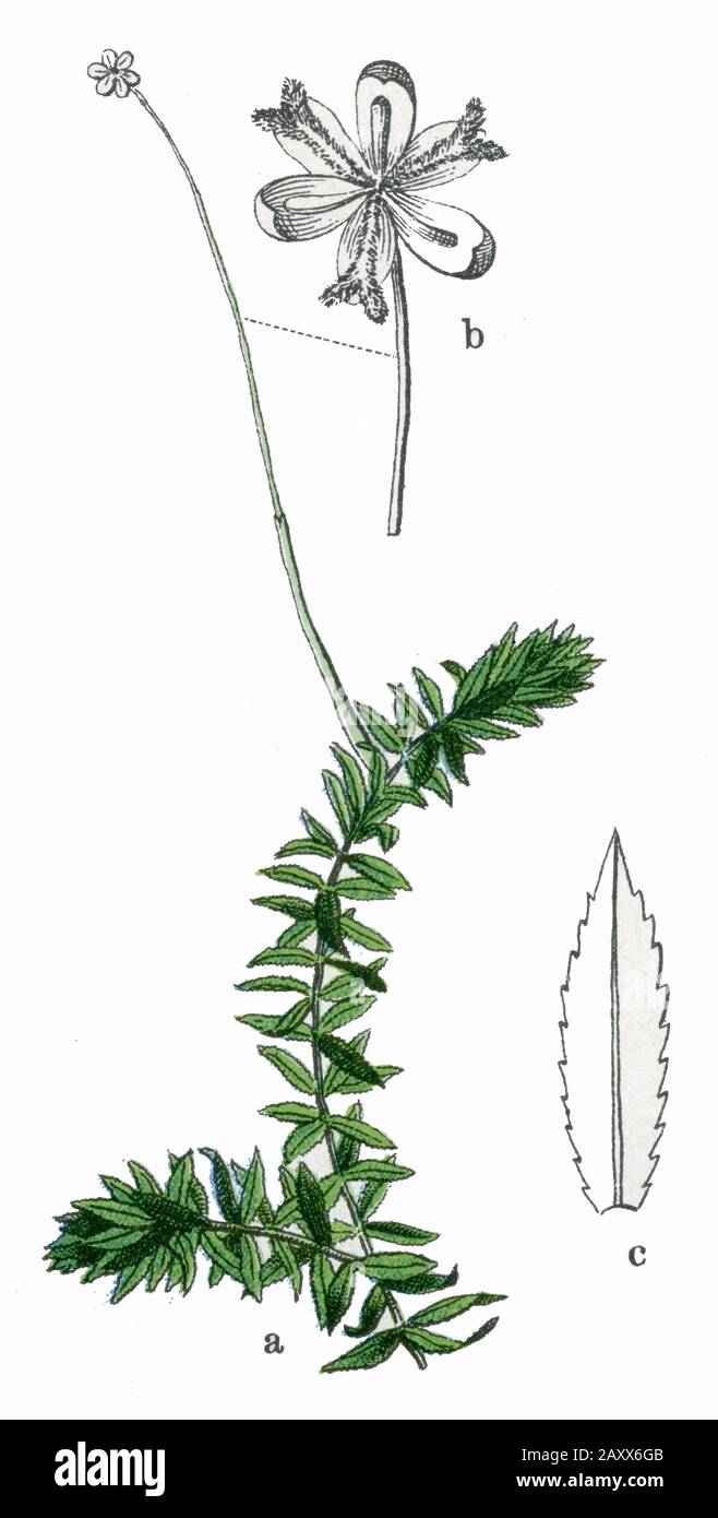 American waterweed Elodea canadensis,  (botany book, 1909) Stock Photo