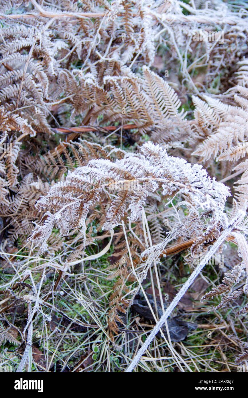 View of hoarfrost covered bracken on a day in January Stock Photo