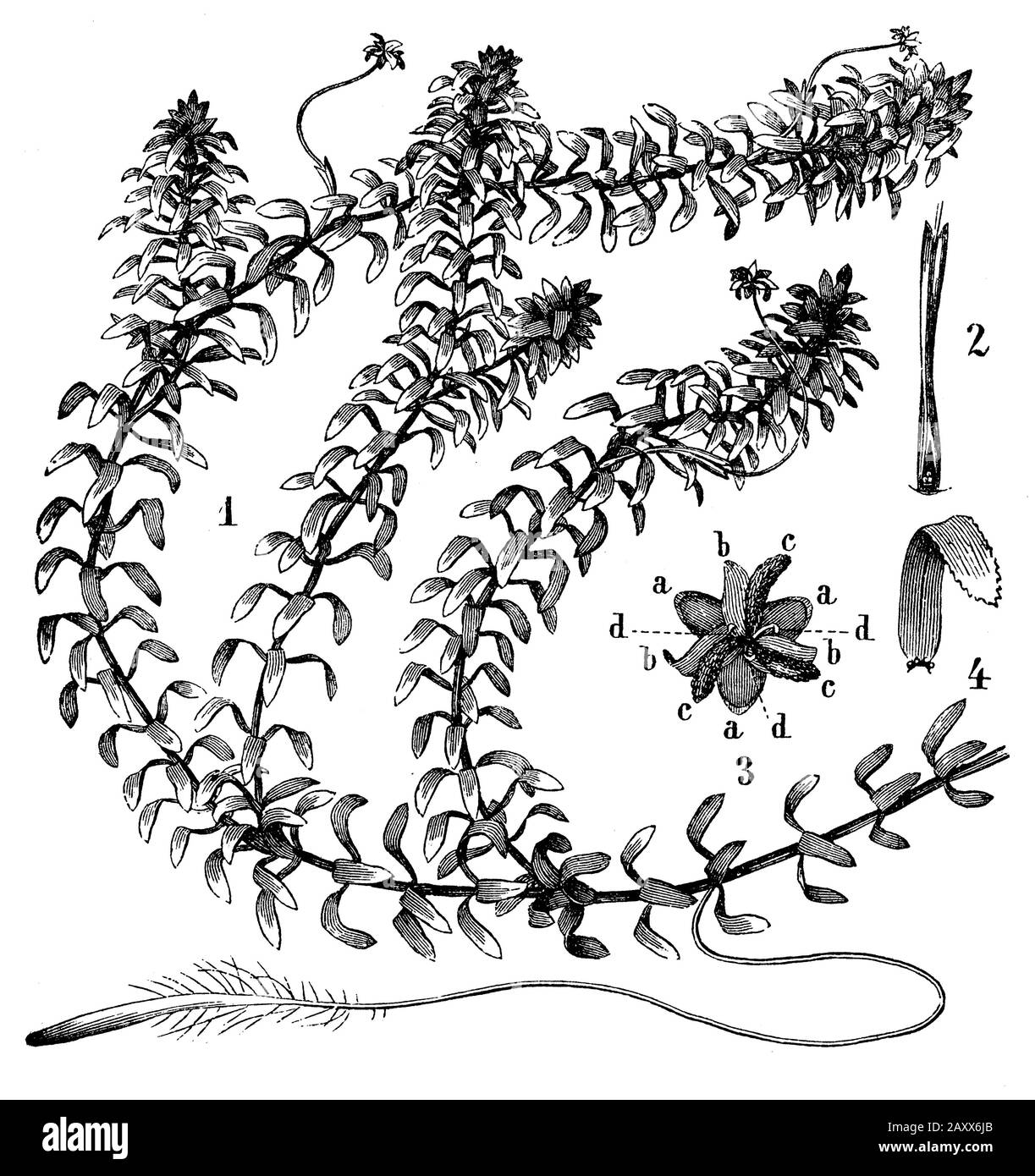 American waterweed, Elodea canadensis, anonym (biology book, 1878) Stock Photo