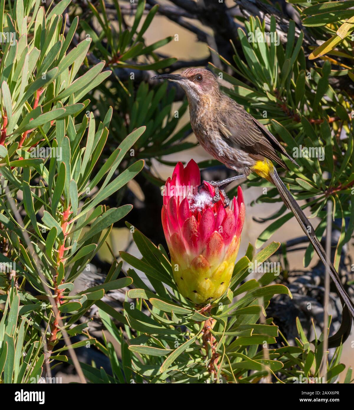 Cape sugarbird (Promerops cafer) feeding on nectar from the Sugarbush Protea beside the Swartberg Mountain pass, Western Cape Province, South Africa Stock Photo