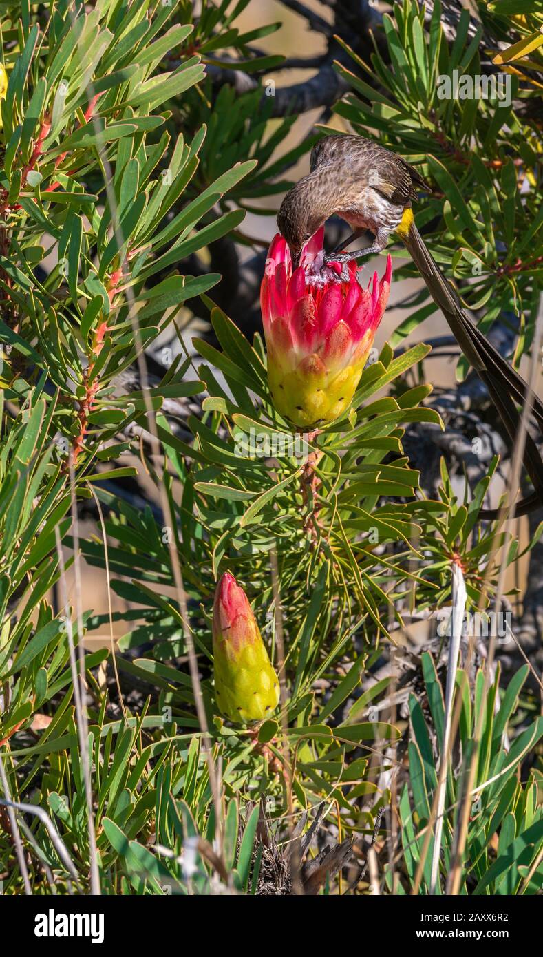 Cape sugarbird (Promerops cafer) feeding on nectar from the Sugarbush Protea beside the Swartberg Mountain pass, Western Cape Province, South Africa Stock Photo