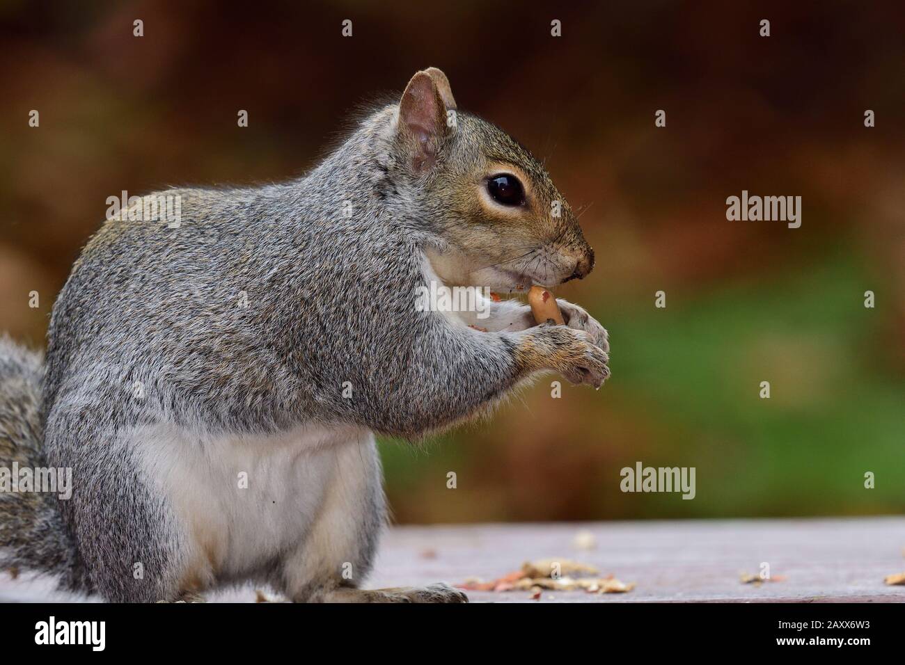 Portrait of a grey squirrel (sciurus carolinensis) eating a nut on a