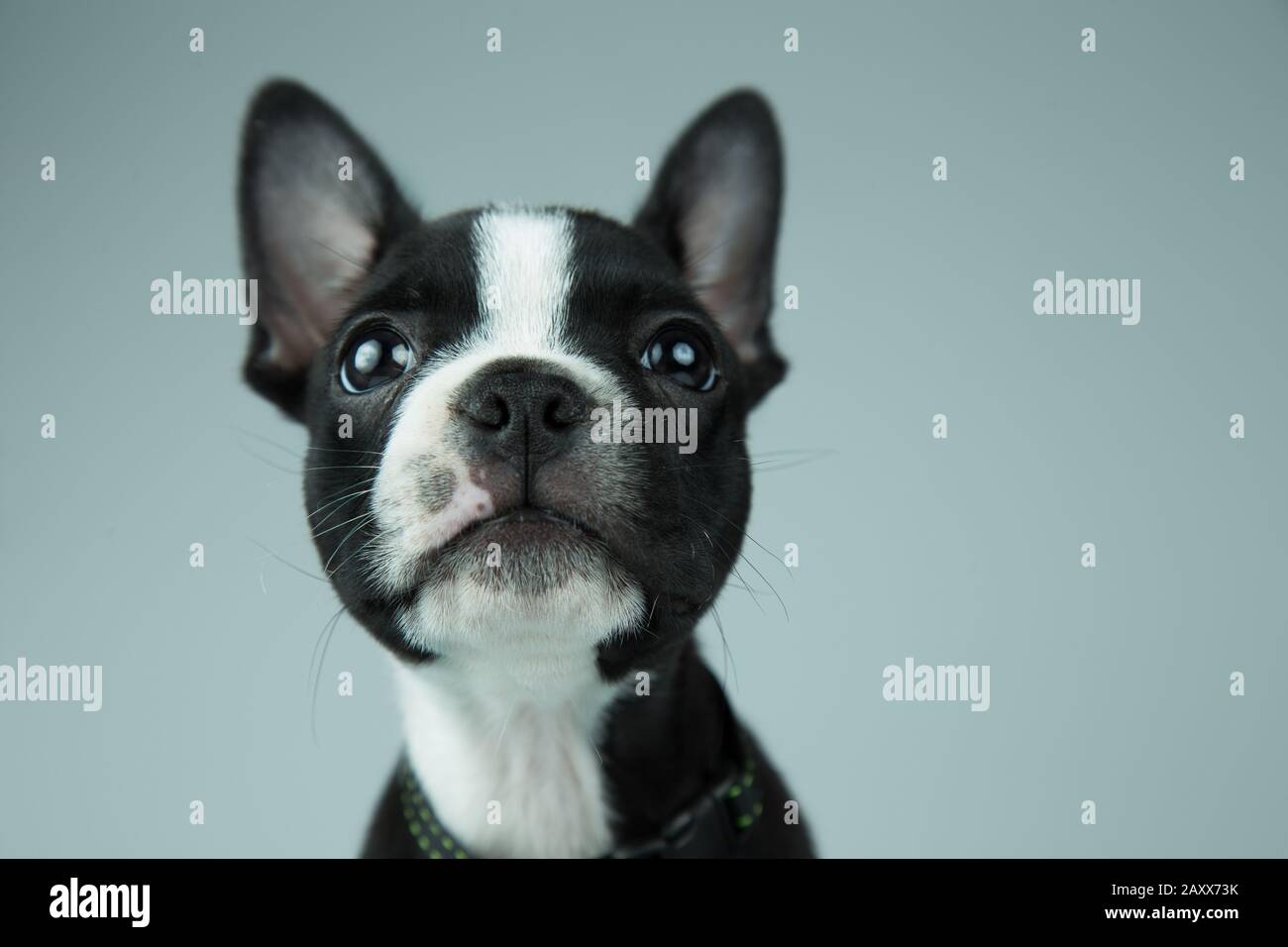 Boston terrier puppy looking up, isolated in gray background Stock Photo