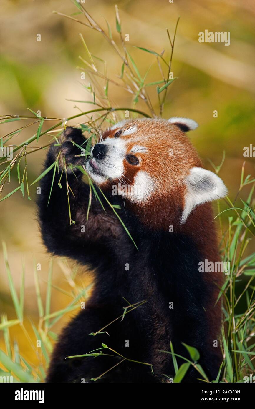 Red Panda, ailurus fulgens, Adult Eating Bamboo Stock Photo