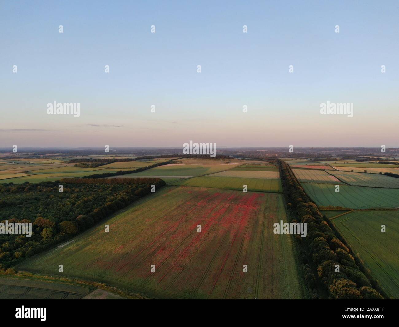 an aerial view of a red poppy field and avenue of trees , Badbury Rings ...