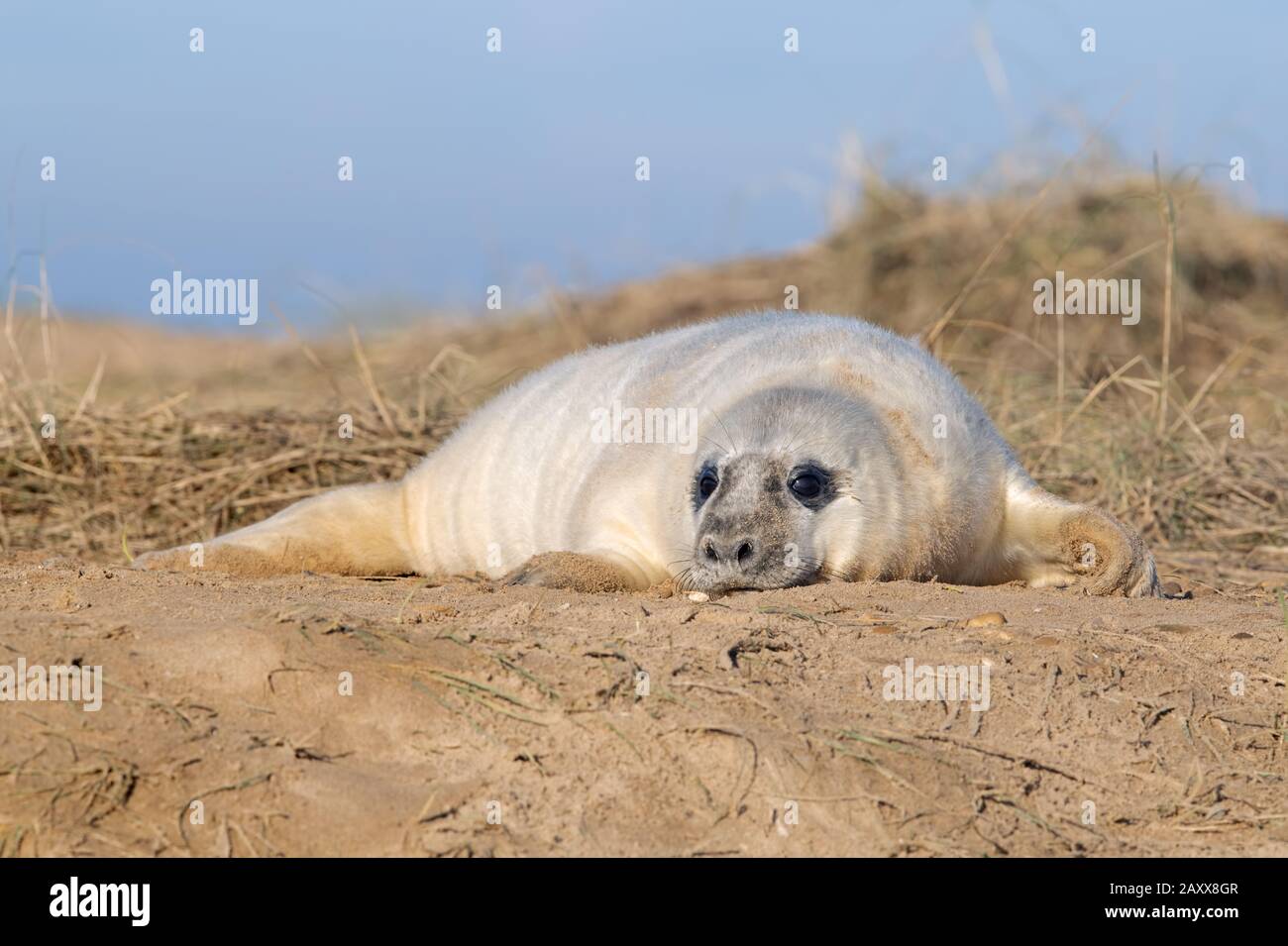 Atlantic Grey Seal Pup (Halichoerus grypus) Stock Photo