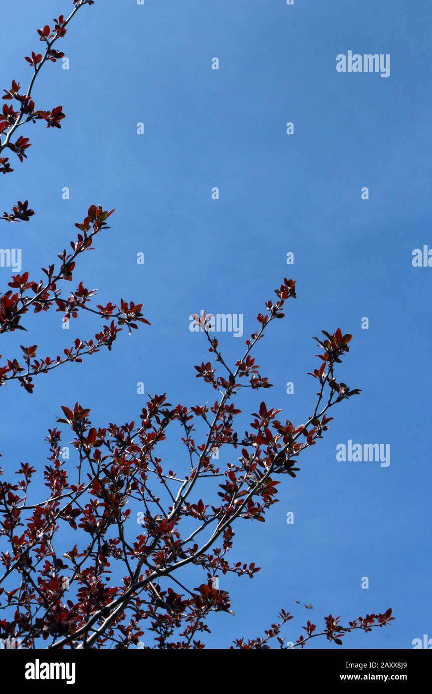 The top branches of a Crimson King Maple Tree with young, red leaves