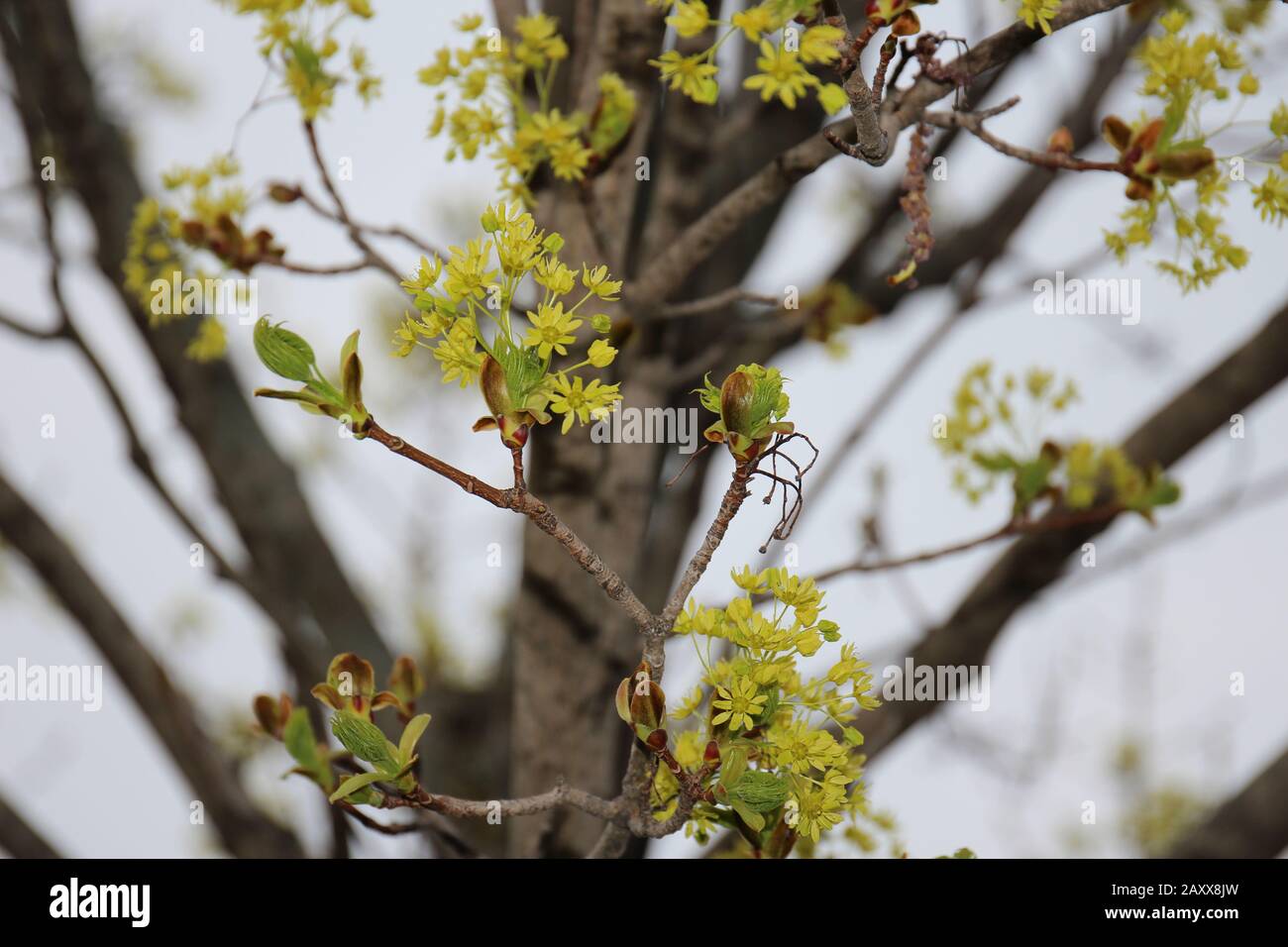 Close up of yellow flowers and green leaflets on the branches of a