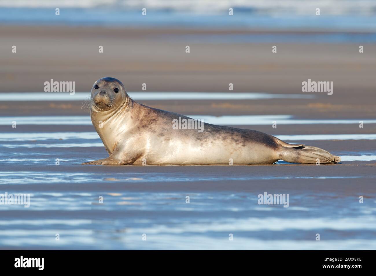 Harbor Seal (Phoca vitulina) at the edge of the ocean Stock Photo