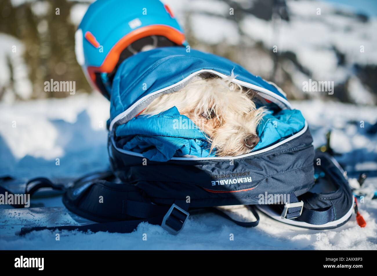 Small maltese dog packed in a hiking backpack Stock Photo