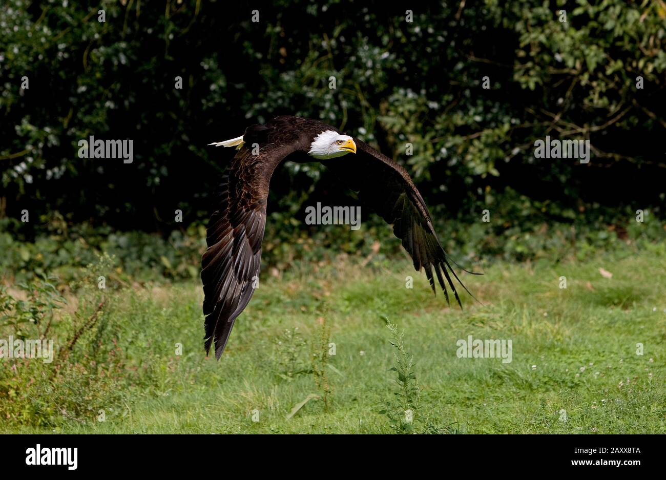 Bald Eagle, haliaeetus leucocephalus, Adult in Flight Stock Photo - Alamy