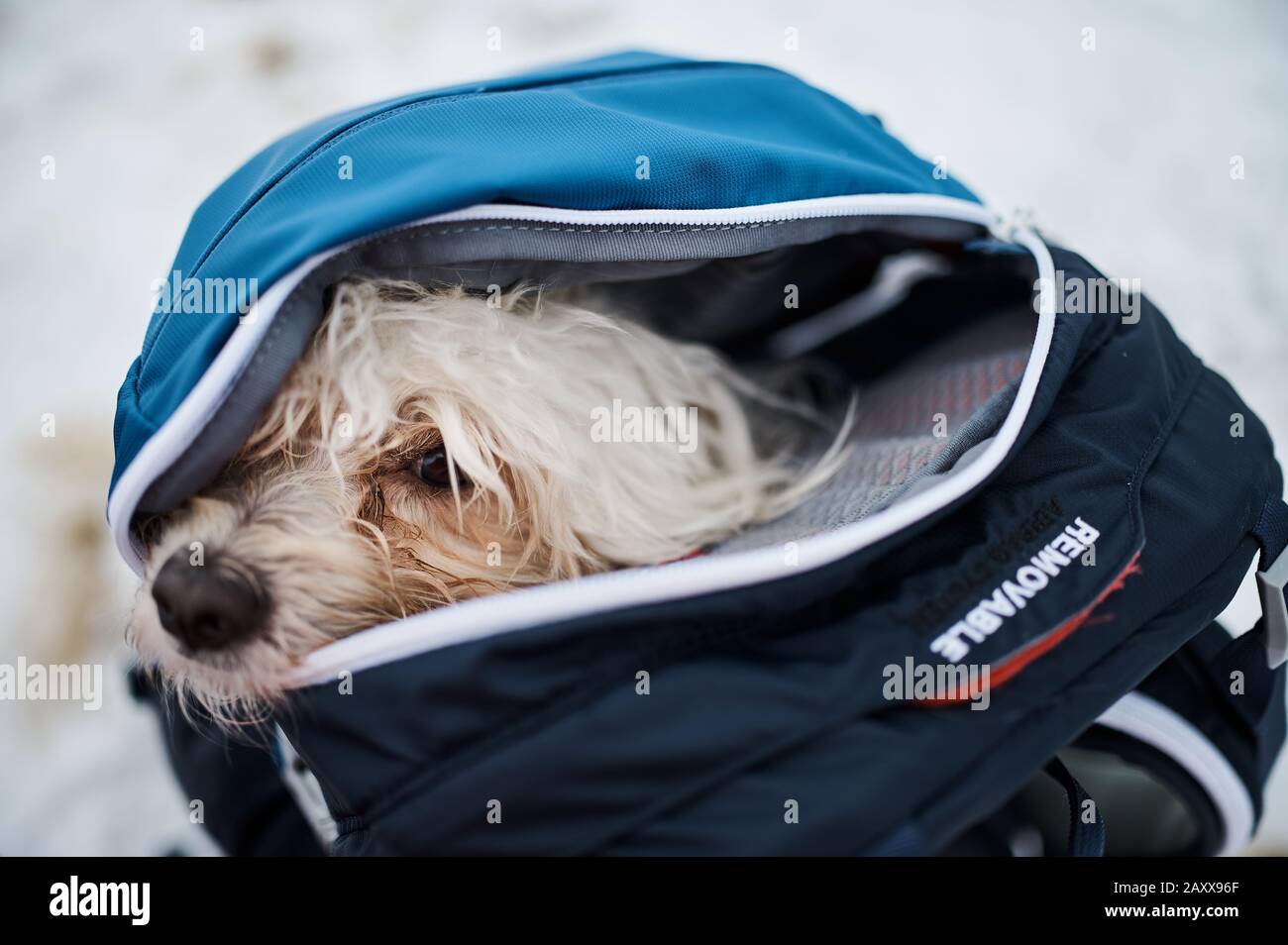 Small maltese dog packed in a hiking backpack Stock Photo