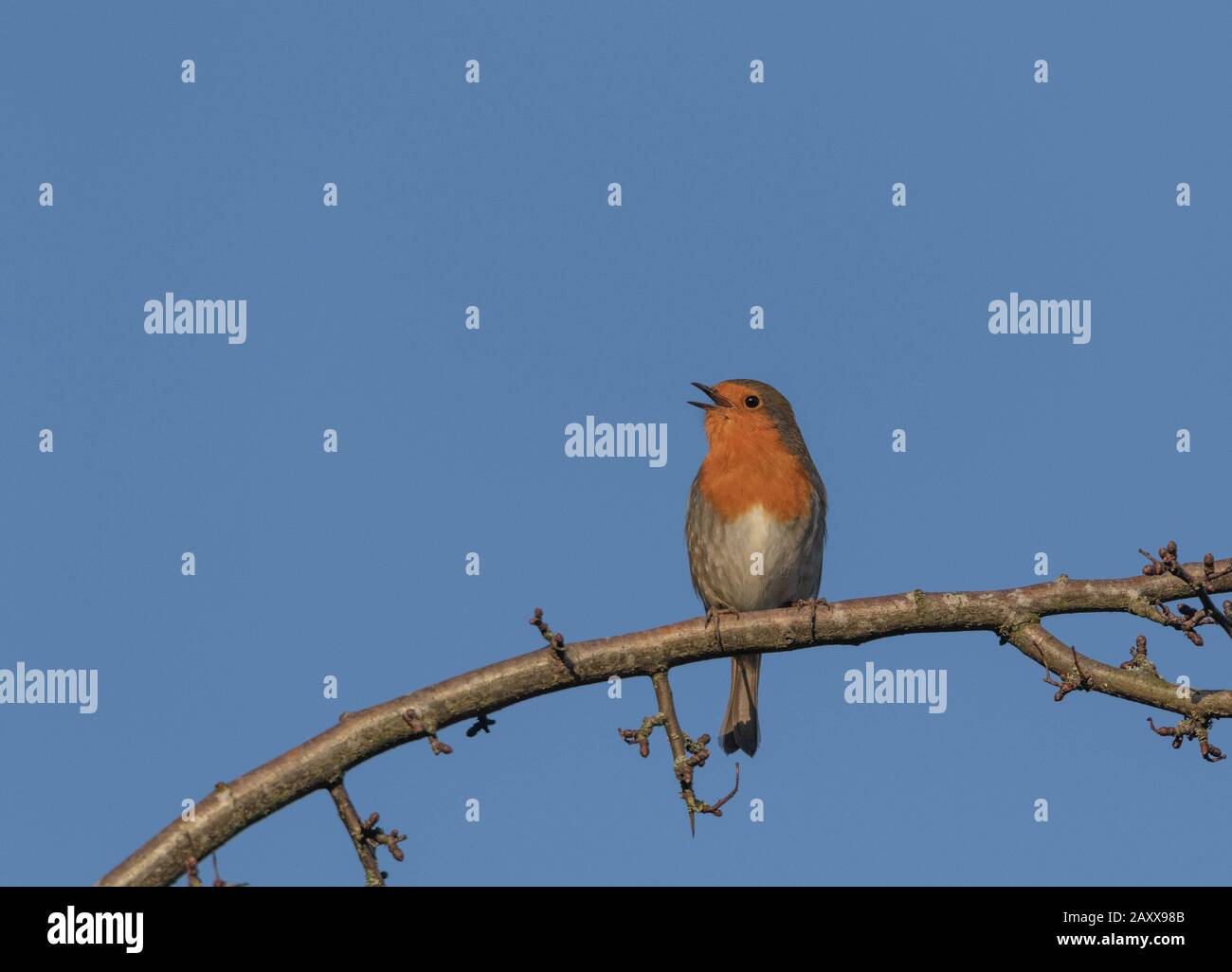 Robin singing in winter uk hires stock photography and images Alamy