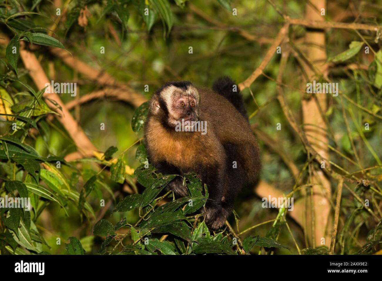 Black Capped Capuchin, cebus apella, Adult standing on Branch, Manu National Park in Peru Stock Photo